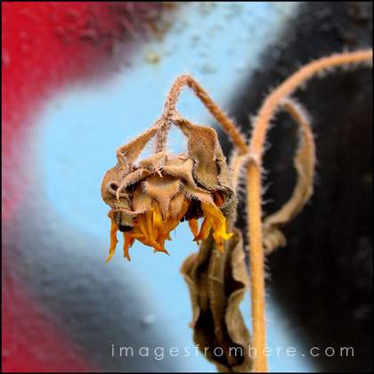 Dead Flower
