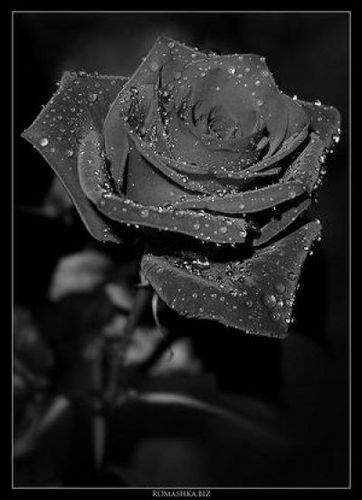 black-rose-on-a-black-font