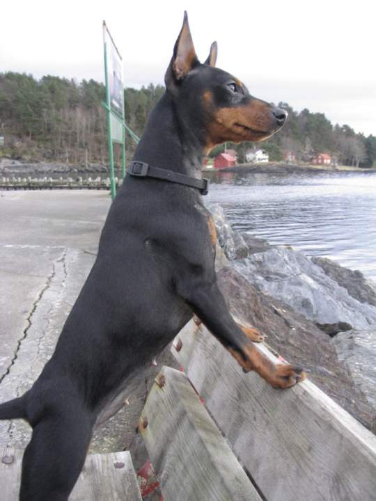 min pin