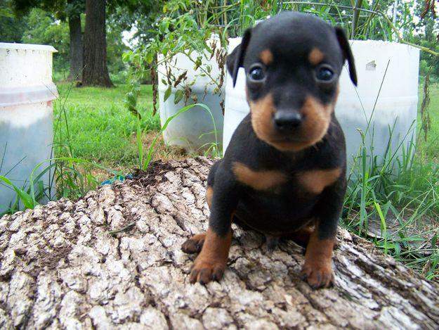 dvergpinscher 2