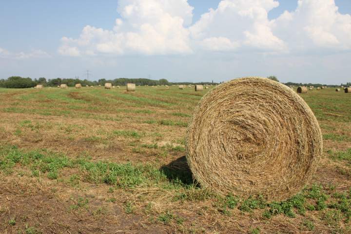 Shredded Wheat