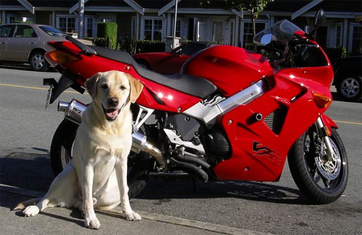 buddy