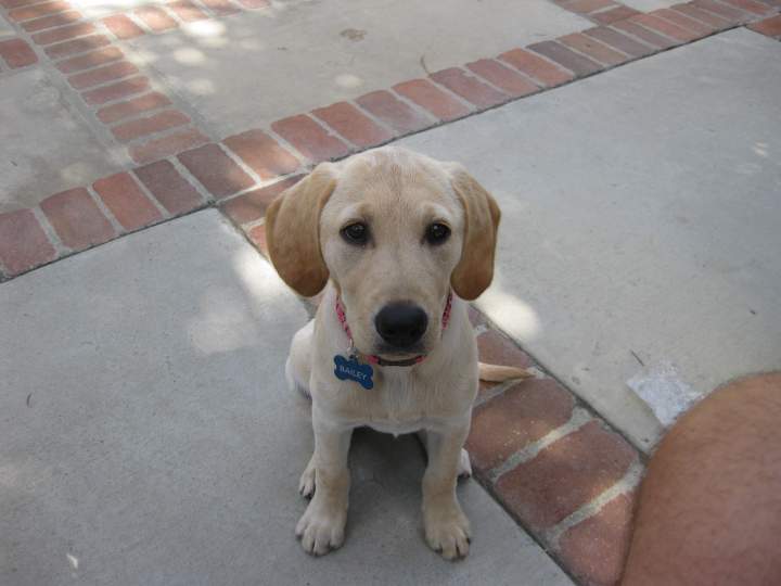 Bailey- My new listening partner. 3 months old