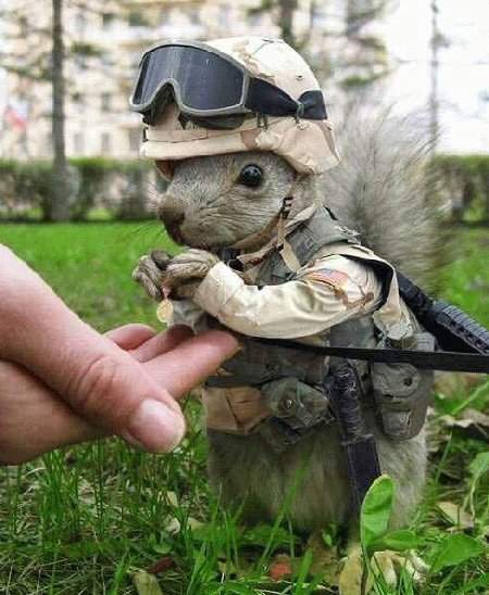 army squirrel