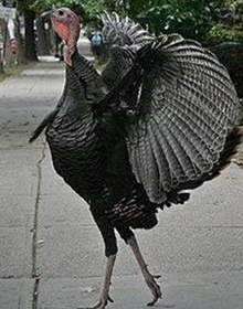 turkey strutting[1]