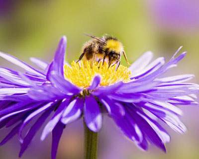 bee-2