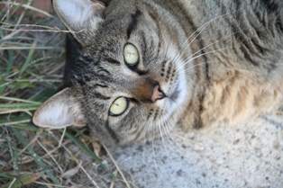 This is Leela, the second cat I got from a shelter.