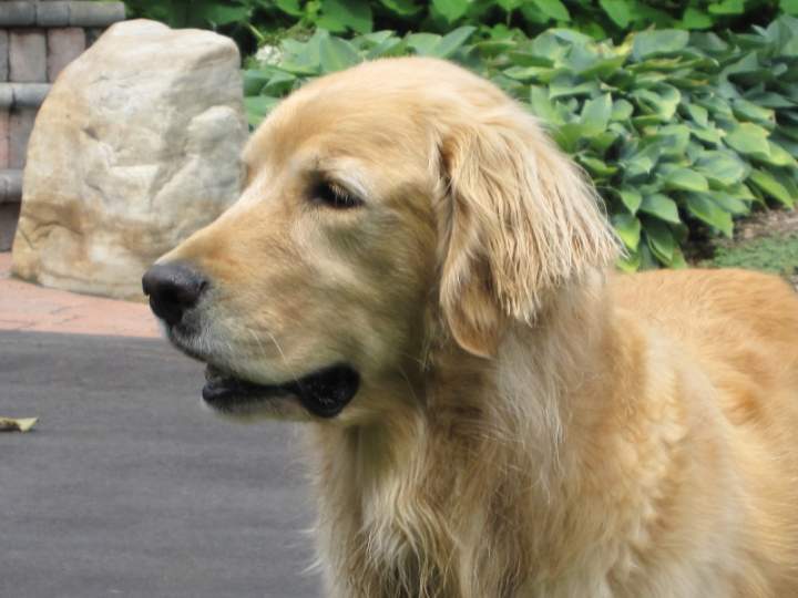 ZOEY