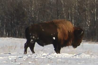 Buffalo1