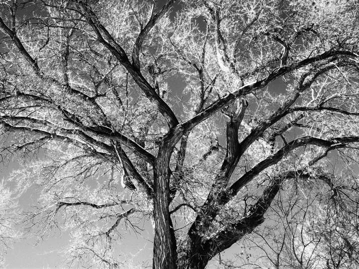 A tree in winter