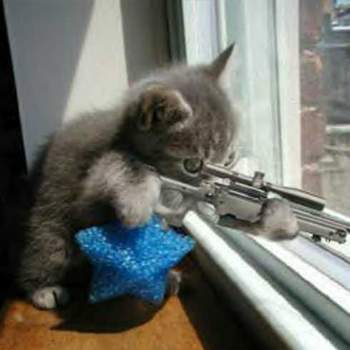 catGun