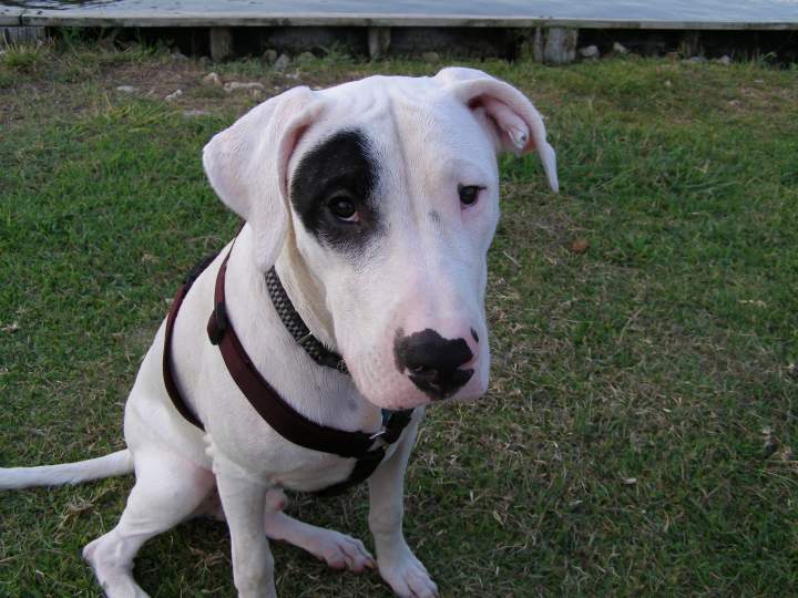 Koda - 9 months