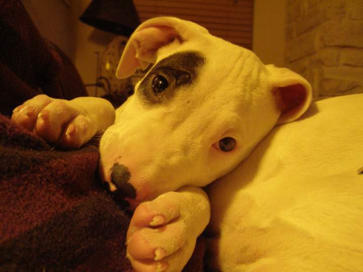 Koda - 2 months