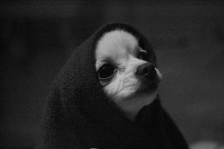 P jedi1