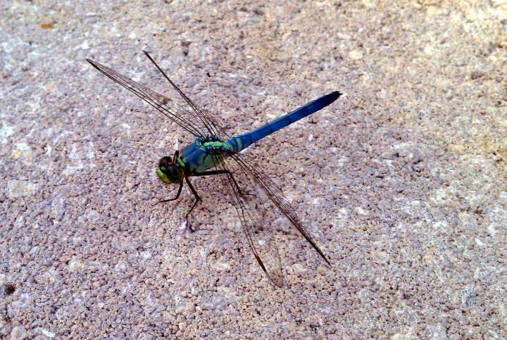 dragonfly