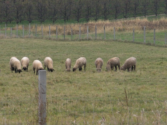 Sheeping in Rhinebeck New York