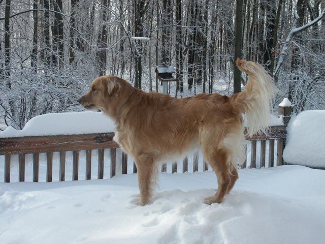 One & a half year old Golden on back deck