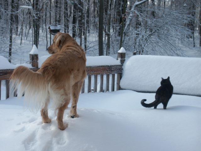 Our Golden & Cat bonding on the back deck
