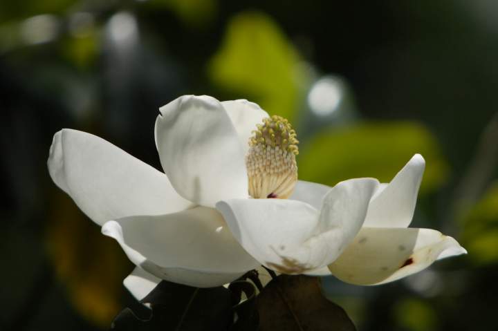 Magnolia Time