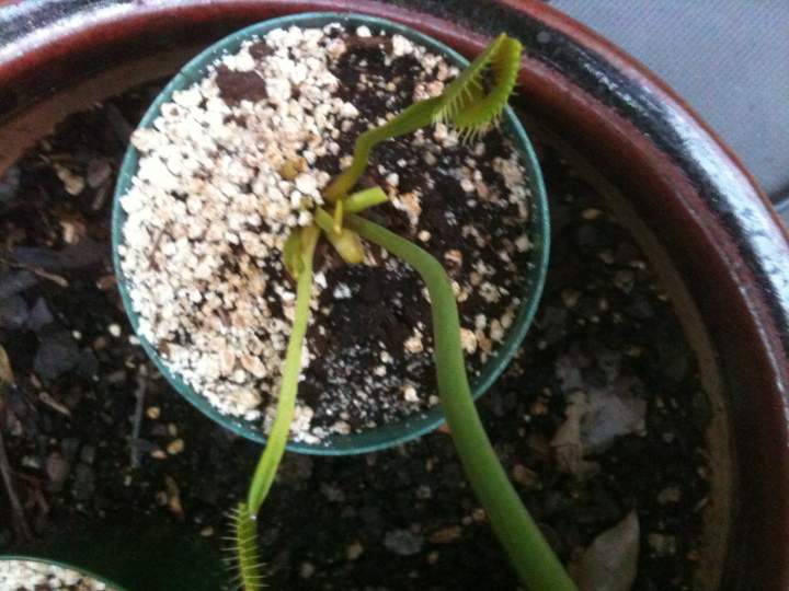 Venus Flytrap