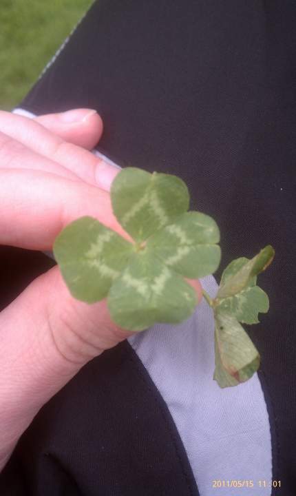 Clover