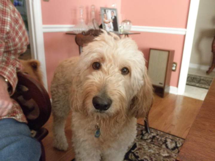 Dudley the goldendoodle