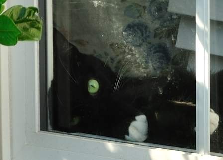 jqp's cat