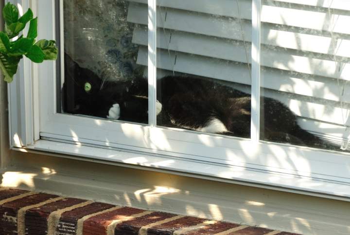 Cropped cat in window