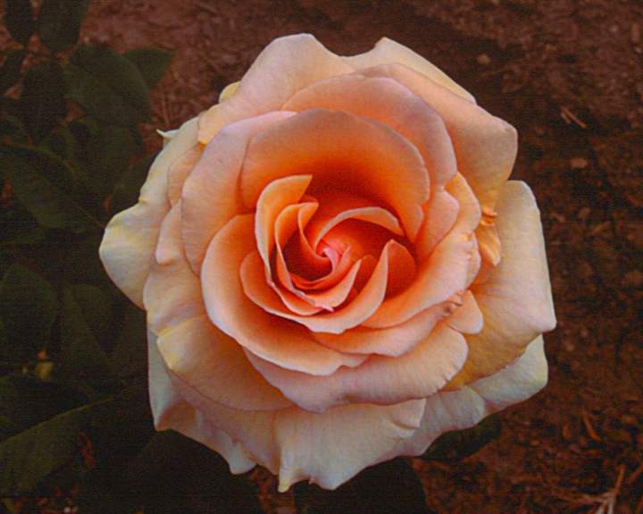 peach rose