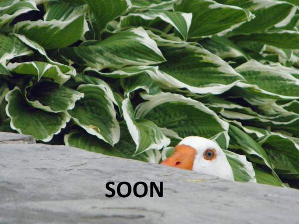 Soon[1]