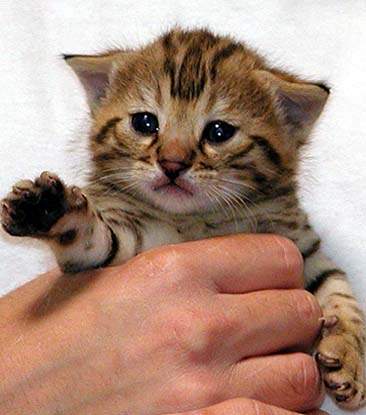 Bengal kitten 1