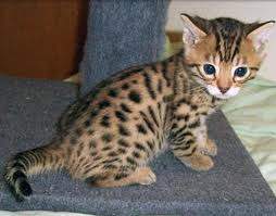 Bengal kitten 2