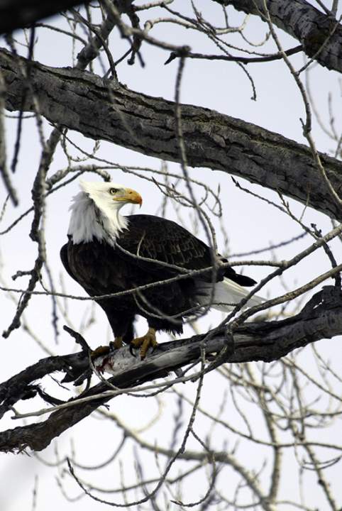 eagle5