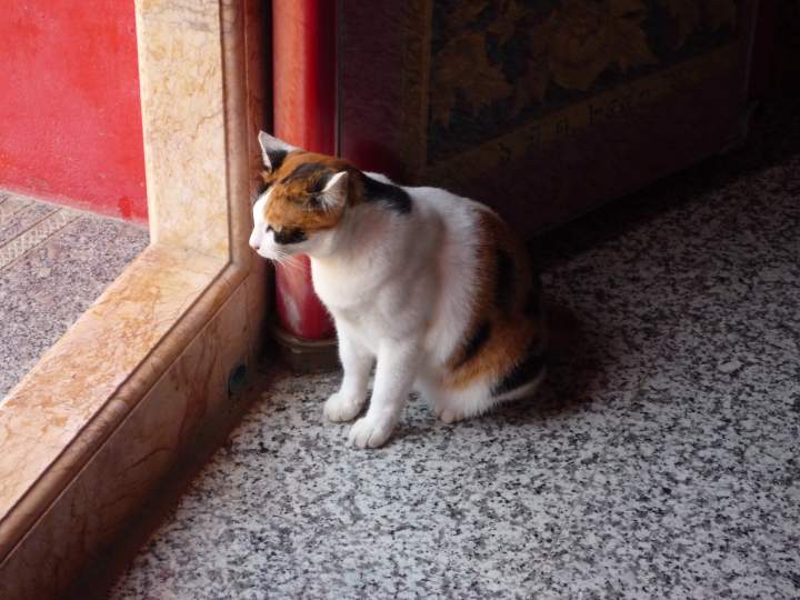 Cat In Phuket