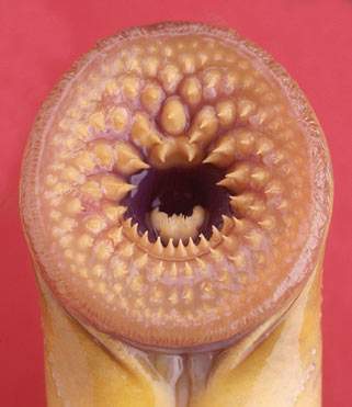 lamprey
