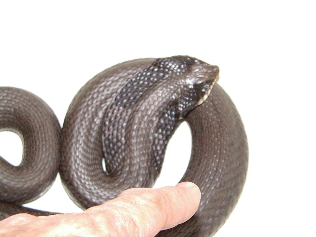 COBRA