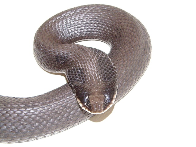 Sidney s Cobra