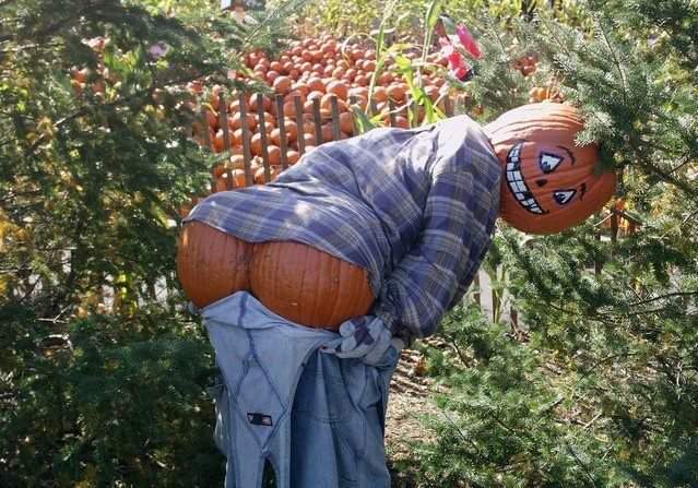 Pumpkin funny