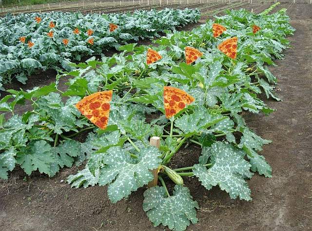 Pizza Plants 640