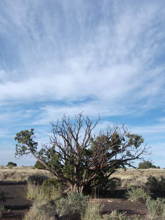Arizona Sky