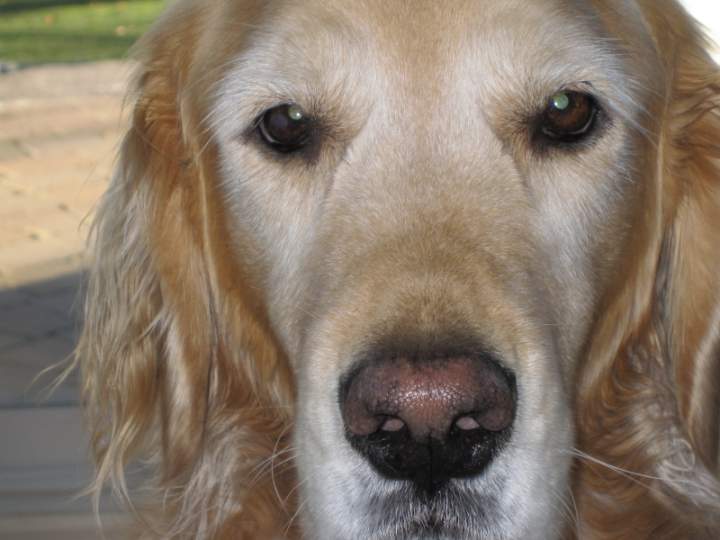 Zoey
