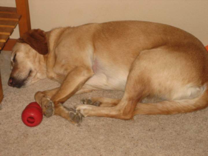 Lucy Sleeping