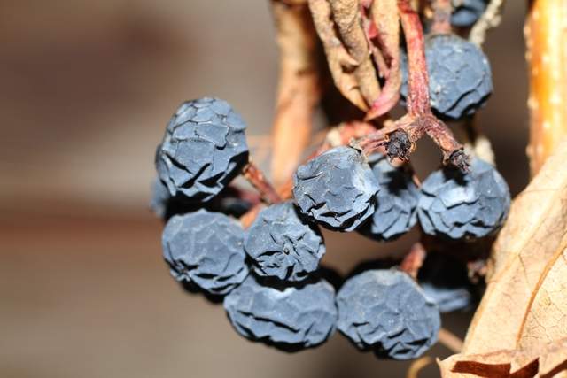 Dried Oregon Grape berries that I shot with my new Canon 50mm f2.5 Compact Macro lens.