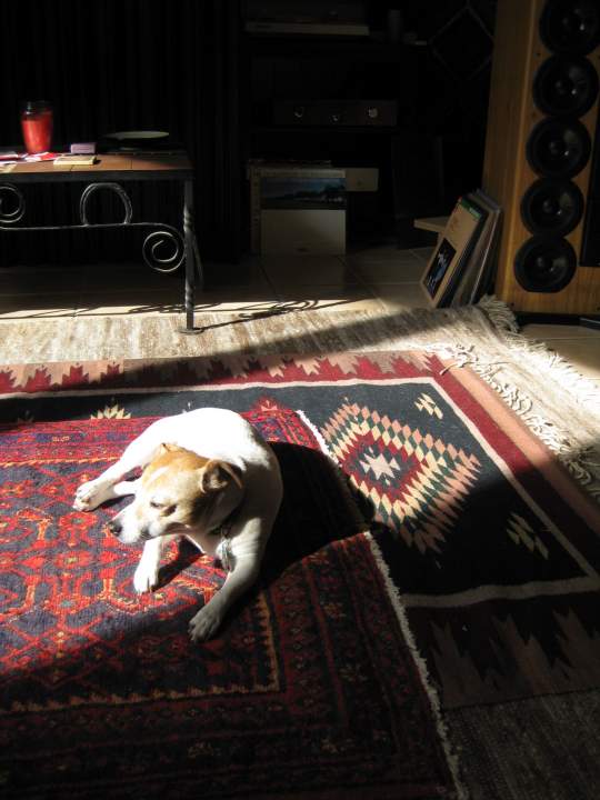 Rufus, my listening partner, in the sweet spot