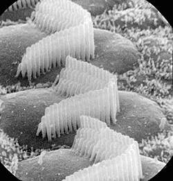 Cochlear Hair Cells