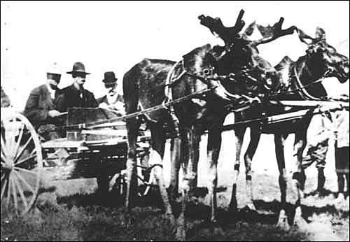 moose in harness 3
