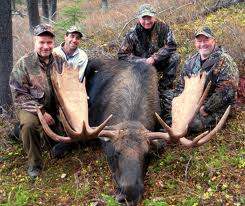 moose