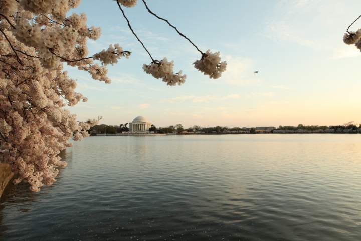 2012 Cherry Blossoms
