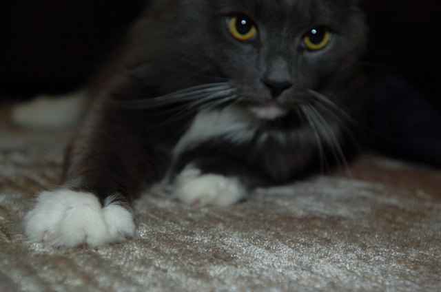 The Cat