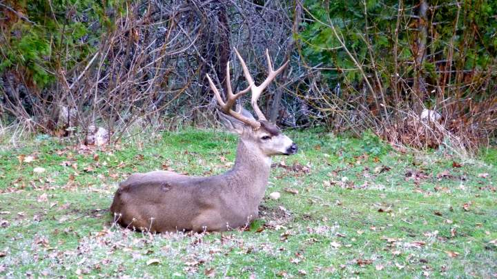 Buck in yard